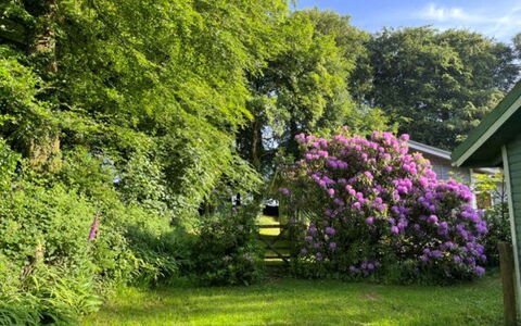 Brockwood: Blume, Blatt, Vegetation, Strauch, Garten, Rosa, Pflanzengemeinschaft, Ground, Frühling, Lila
