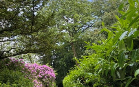 Brockwood: Blatt, Grün, Natur, Vegetation, Ast, Strauch, Garten, Pflanzengemeinschaft, Ground, Weg