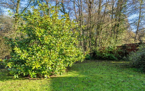 Mill Cottage, Great Houndbeare Farm: Blatt, Vegetation, Strauch, Pflanzengemeinschaft, Ground, Garten, Gehölz, Botanischer Garten