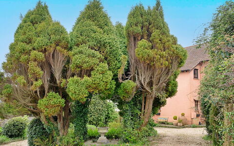 Heselwood: Strauch, Garten, Gehölz, Landscaping, Immergrün, Botanischer Garten, Hinterhof