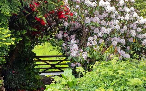 Y Cwtch: Blume, Garten, Strauch, Pflanzengemeinschaft, Rosa, Ground, Frühling, Blühende Pflanze, Gehölz