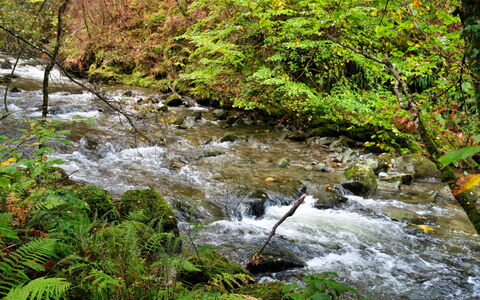 Y Cwtch: Wasservorräte, Wasser, Gewässer, Blatt, Wasserlauf, Natur, Strom, Grün, Natürlichen Umgebung, Natürliche Landschaft