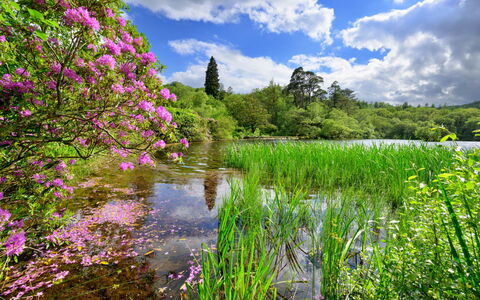 Tafarn Trip: Grün, Blume, Natur, Vegetation, Natürliche Landschaft, Strauch, Sommer, Garten, Wasserlauf