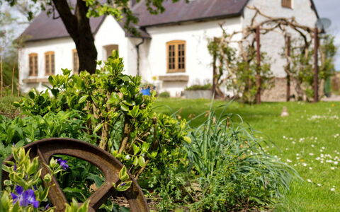 Waen Farm Cottage: Strauch, Garten, Haus, Hütte, Zuhause, Bauernhaus, Frühling, Rasen, Landscaping