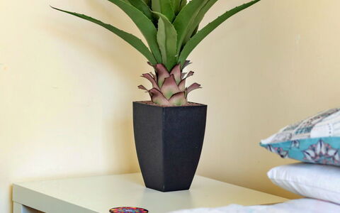 Colwyn Bay 646: Blumentopf, Zimmerpflanze, Vase, Holzboden, Hartholz, Holzbeize, Wohnzimmer, Laminatboden