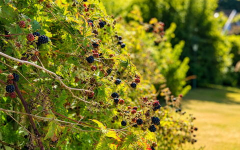 Jennys Pärla: Grün, Garten, Obst, Produzieren, Botanischer Garten, Plantage