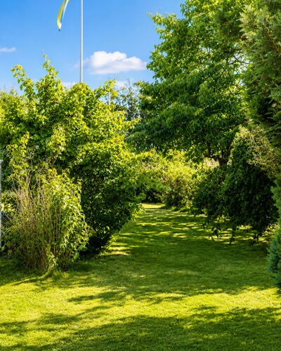 Jennys Pärla: Grün, Blatt, Natur, Vegetation, Strauch, Garten, Ground, Frühling, Sonnenlicht
