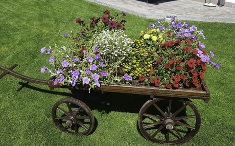 Hopfgarten im Brixental 696: Blume, Rad, Garten, Blütenblatt, Rosa, Floristik