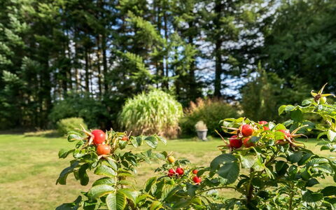 Fritzy - 1.5Km from the Sea: Obst, Produzieren, Essen, Natural Foods, Rose Family, Plantage