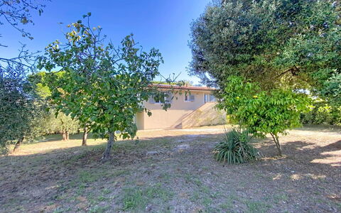 Linaglia: Blatt, Garten, Gehölz, Schatten, Rasen, Landscaping, Garten, Hinterhof, Boden