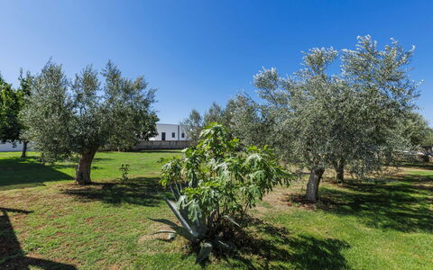 Level 4: Baum, Gras, Einfach, Gehölz, Garten, Schatten, Rasen, Landscaping, Park