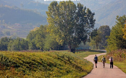 Pod Meloni: Baum, Grün, Blatt, Gras, Natürliche Landschaft, Strasse, Wiese, Weg, Erholung
