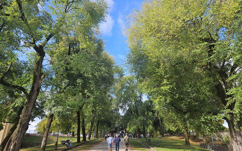 Adele: Baum, Daytime, Blatt, Ast, Natur, Gras, Vegetation, Öffentlicher Raum, Erholung, Durchgangsstrasse