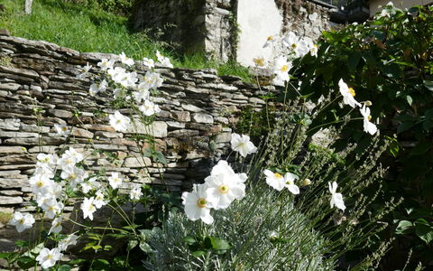 Valserhaus: Blume, Steinwand, Ground, Blühende Pflanze, Garten, Krautige Pflanze, Flagstone