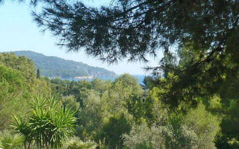Mas Baladou: Vegetation, Natur, Baum, Naturschutzgebiet, Wildnis, Natürlichen Umgebung, Bergforms, Biome, Himmel, Berg