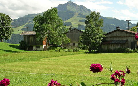 Fliegerklause: Natur, Natürliche Landschaft, Blume, Wiese, Natürlichen Umgebung, Frühling, Pflanze, Gras, Bergstation, Garten