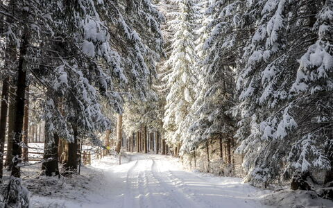 Schönhart: Schnee, Winter, Baum, Einfrieren, Natürlichen Umgebung, Natürliche Landschaft, Frost, Wald, Gehölz, Strasse