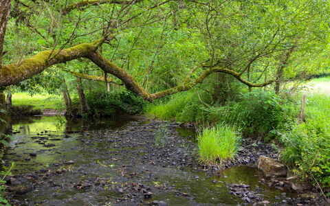 La Rochette: Wasser, Pflanze, Pflanzengemeinschaft, Baum, Ast, Natürliche Landschaft, Terrestrische Plant, Holz, Kofferraum