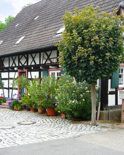 Haus Schwärzel: Pflanze, Fenster, Gebäude, Blume, Vegetation, Nachbarschaft, Strauch, Haus, Grundeigentum, Fassade