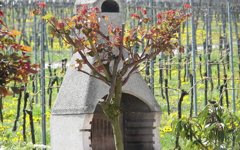 Haus Sacherer: Pflanze, Blume, Gelb, Gras, Zweig, Biome, Strauch, Blühende Pflanze, Baum, Landschaft