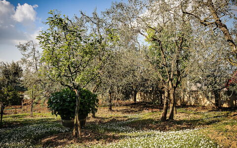 Matteuzzi: Baum, Natur, Natürliche Landschaft, Gehölz, Frühling, Pflanze, Natürlichen Umgebung, Gras, Himmel, Ast