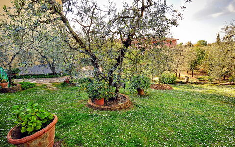 Matteuzzi: Baum, Garten, Pflanze, Gras, Natürliche Landschaft, Frühling, Hinterhof, Garten, Gehölz, Botanik