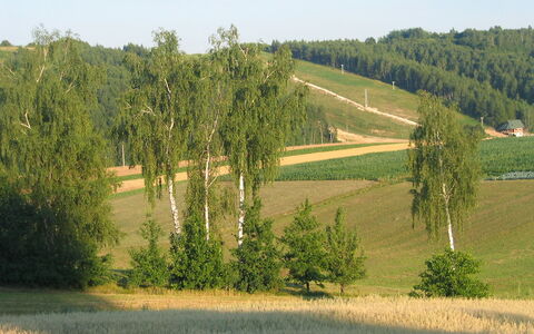 Jura Dla Ciebie: Natürliche Landschaft, Baum, Feld, Natürlichen Umgebung, Wiese, Grundstueck, Wiese, Graspflanze, Weide, Ländliches Gebiet