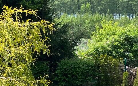 Willa Teresa: Grün, Blatt, Vegetation, Strauch, Pflanzengemeinschaft, Garten, Ground, Frühling, Gehölz
