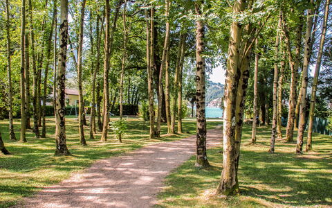 Caslano 100: Blatt, Baum, Grün, Ast, Natur, Gras, Natürlichen Umgebung, Holz, Vegetation, Natürliche Landschaft