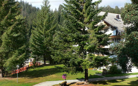 Laax 105: Baum, Fichte, Immergrün, Gehölz, Wildnis, Biome, Pflanze, Nadelbaum, Zuhause