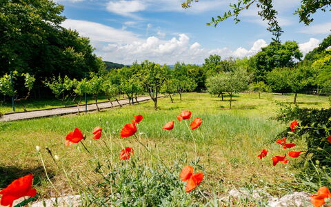 Romantica: Blume, Himmel, Wolke, Pflanze, Natürliche Landschaft, Blütenblatt, Baum, Vegetation, Landwirtschaft