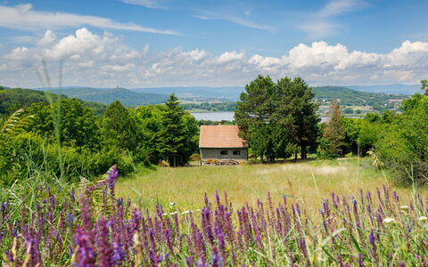 Romantica: Blume, Wolke, Himmel, Pflanze, Ökoregion, Natur, Natürliche Landschaft, Vegetation, Baum