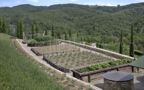 La Maccinaia 14: Gras, Baum, Landschaft, Bergstation, Steigung, Grundstueck, Pflanze, Hügel, Strauch