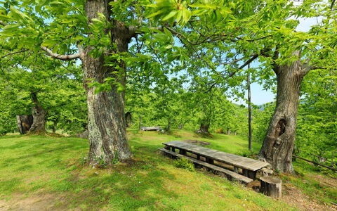 Greve in Chianti 840: Pflanze, Außenbank, Natürliche Landschaft, Ast, Baum, Schatten, Holz, Gras, Kofferraum, Bank