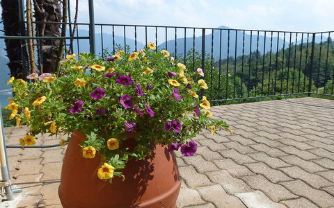 Al Ronchetto: Blume, Blumentopf, Pflanze, Garten, Botanik, Blühende Pflanze, Strauch, Jahr Plant, Zimmerpflanze, Wild