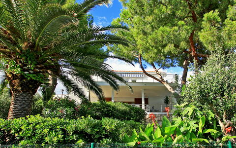 Amiela: Pflanze, Himmel, Gebäude, Pflanzengemeinschaft, Fenster, Baum, Haus, Vegetation, Terrestrische Plant, Arecales