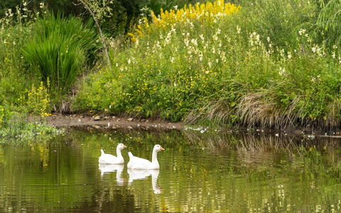 Lorn Mill: Wasser, Pflanze, Wasservorräte, Blume, Pflanzengemeinschaft, Wirbeltier, Natur, Natürliche Landschaft, Botanik