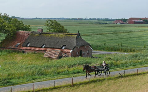 Norddeich 651: Pflanze, Rad, Himmel, Ökoregion, Grundstueck, Baum, Fenster, Natürliche Landschaft, Gras