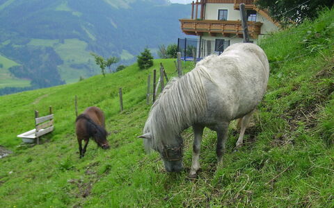 Moderegg: Pflanze, Grün, Berg, Natürliche Landschaft, Gras, Baum, Wiese, Grazing, Ground