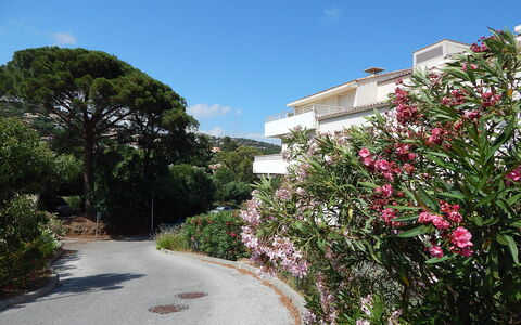 Cavalaire 350: Pflanze, Blume, Gebäude, Himmel, Pflanzengemeinschaft, Wolke, Haus, Baum, Blütenblatt, Gehölz