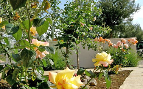 Vodice 401: Blume, Pflanze, Blühende Pflanze, Rose Family, Gelb, Botanik, Rose, Garten, Frühling
