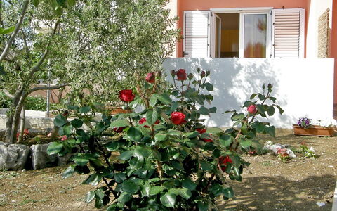 Vodice 401: Blume, Pflanze, Blühende Pflanze, Baum, Strauch