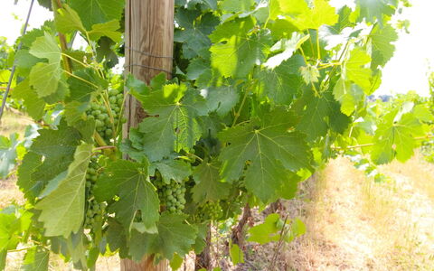 Santa Vittoria: Blume, Essen, Pflanze, Obst, Gehölz, Landwirtschaft