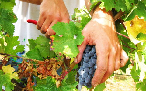 Villa Cantagallo: Essen, Pflanze, Grün, Obst, Natural Foods, Finger