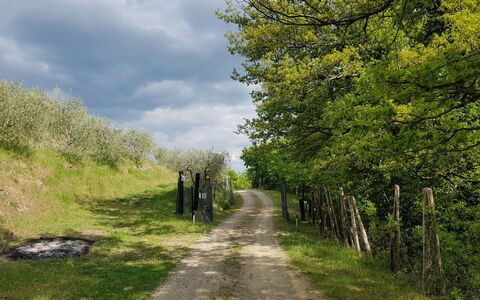 Agriturismo Ca di Vestro: Pflanze, Himmel, Wolke, Natürliche Landschaft, Vegetation, Gras, Strassenbelag, Baum, Durchgangsstrasse, Wiese