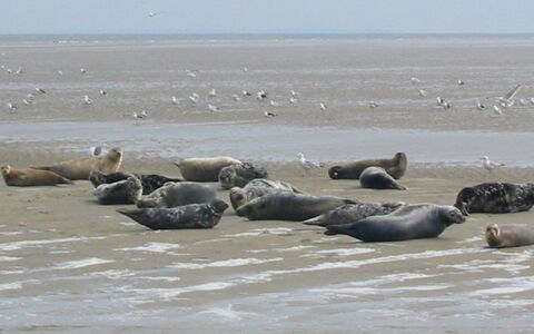 Wieringen 100: Meer, Tierwelt