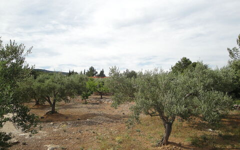 El Rinconcito: Vegetation, Shrubland, Baum, Pflanzengemeinschaft, Natürlichen Umgebung, Natürliche Landschaft, Grundstueck, Wildnis, Boden, Chaparral