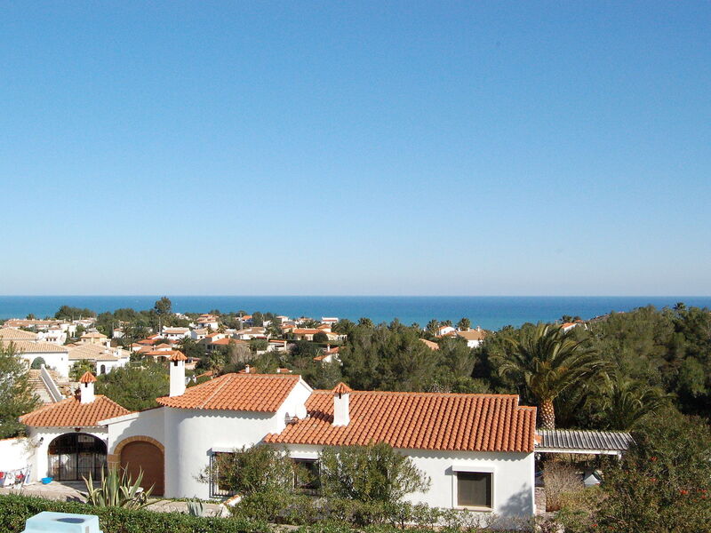Avellana