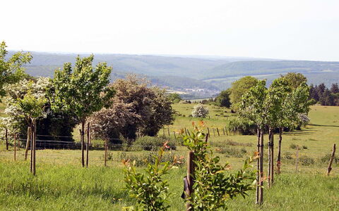 Gîte Rural Mamijana: Natürliche Landschaft, Vegetation, Natürlichen Umgebung, Grundstueck, Baum, Weide, Ländliches Gebiet, Feld, Wiese, Pflanzengemeinschaft