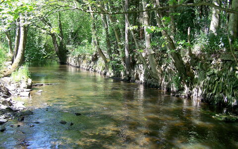 Vielsalm: Gewässer, Natur, Natürliche Landschaft, Natürlichen Umgebung, Auwald, Baum, Naturschutzgebiet, Auwald, Wasser, Wasserlauf